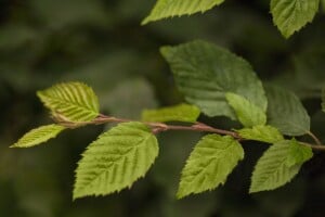 Carpinus betulus 1 a 1 80- 100 cm wurzelnackt