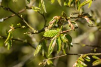 Carpinus betulus oB 120- 150