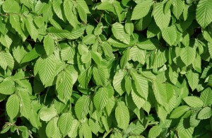 Carpinus betulus 125- 150 cm