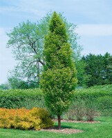 Carpinus betulus Lucas 100- 125 cm