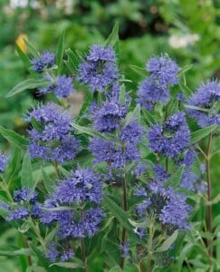 Caryopteris clandonensis Heavenly Blue C 3