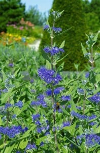 Caryopteris clandonensis Heavenly Blue C 3