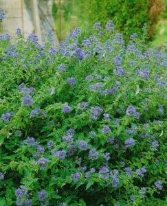 Caryopteris clandonensis Heavenly Blue C 3