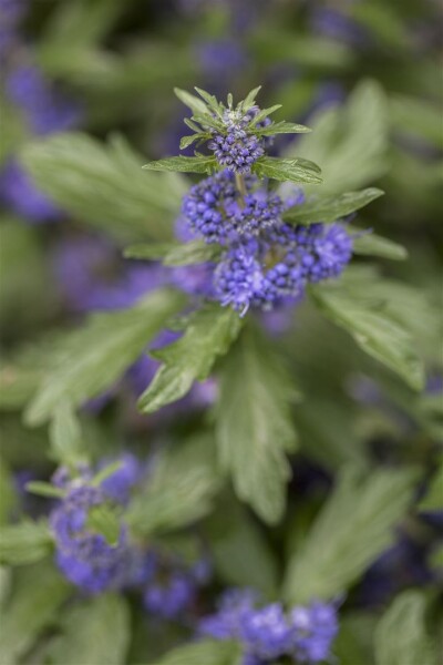 Caryopteris clandonensis Kew Blue40- 60 cm