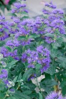 Caryopteris clandonensis Kew Blue40- 60 cm