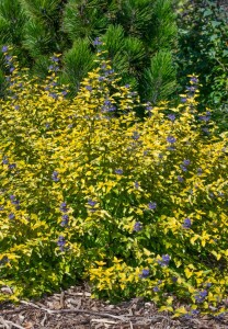 Caryopteris clandonensis Sunny Blue 5L grün 30-  40