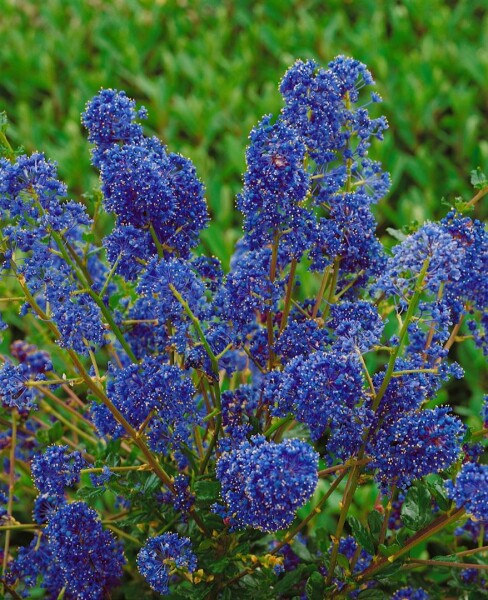 Ceanothus Blue Sapphire  -S- 30- 40 cm