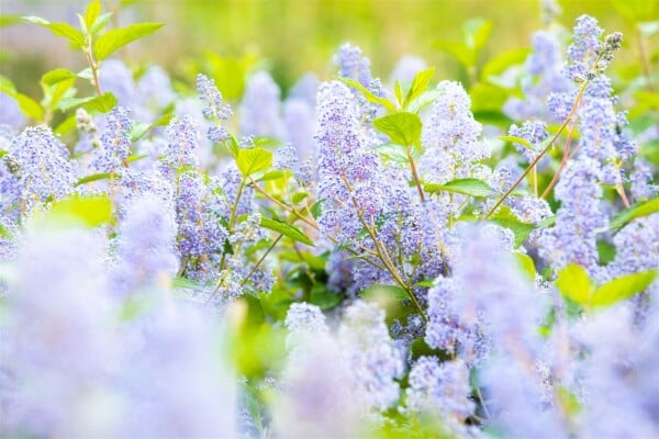 Ceanothus delilianus Gloire d.Versailles40- 60 cm