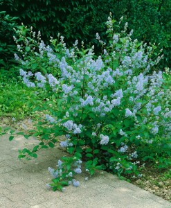 Ceanothus delilianus Gloire d.Versailles40- 60 cm