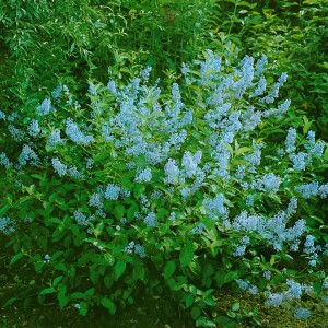 Ceanothus delilianus Gloire d.Versailles40- 60 cm