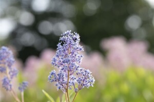 Ceanothus delilianus Gloire d.Versailles40- 60 cm