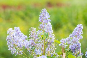 Ceanothus delilianus Gloire d.Versailles40- 60 cm