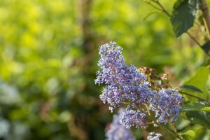 Ceanothus delilianus Gloire d.Versailles40- 60 cm