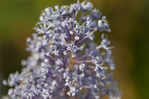 Ceanothus delilianus Gloire d.Versailles40- 60 cm