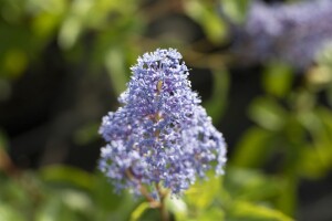 Ceanothus delilianus Gloire d.Versailles40- 60 cm