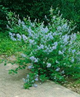 Ceanothus delilianus Gloire d.Versailles40- 60 cm