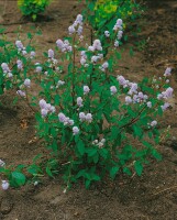 Ceanothus delilianus Gloire d.Versailles40- 60 cm