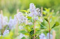 Ceanothus delilianus Gloire d.Versailles40- 60 cm