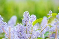 Ceanothus delilianus Gloire d.Versailles40- 60 cm