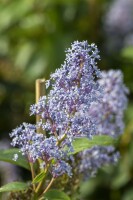 Ceanothus delilianus Gloire d.Versailles40- 60 cm