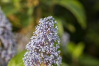 Ceanothus delilianus Gloire d.Versailles40- 60 cm