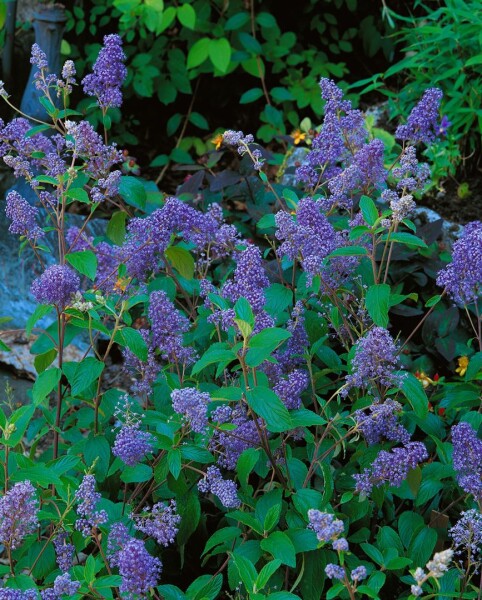 Ceanothus delilianus Henry Desfosse 3L 40-  60