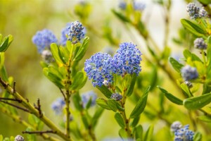 Ceanothus impressus Victoria 3L 30-  40