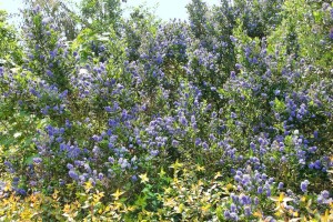 Ceanothus impressus Victoria 3L 30-  40