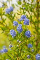 Ceanothus impressus Victoria 3L 30-  40