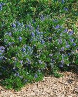 Ceanothus impressus Victoria 3L 30-  40