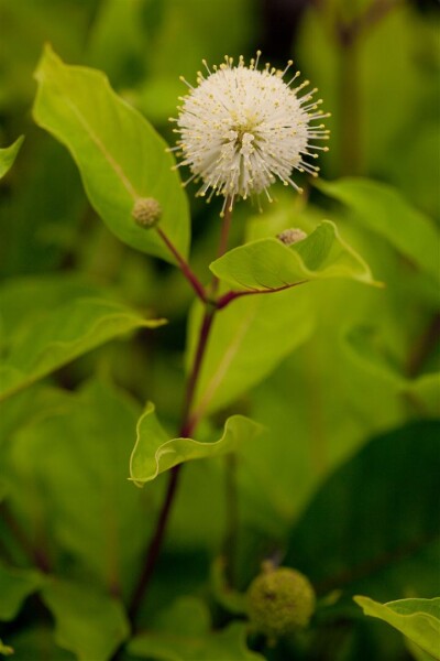 Cephalanthus occidentalis 30- 40 cm