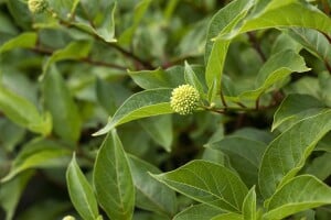 Cephalanthus occidentalis 30- 40 cm