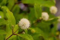 Cephalanthus occidentalis 30- 40 cm