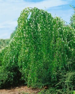 Cercidiphyllum japonicum 100- 125 cm