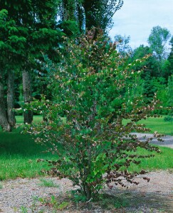 Cercidiphyllum japonicum 100- 125 cm