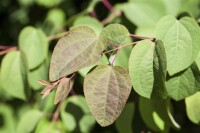 Cercidiphyllum japonicum 100- 125 cm