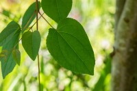 Cercidiphyllum japonicum 100- 125 cm