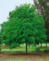 Cercidiphyllum japonicum C 7,5 60- 100