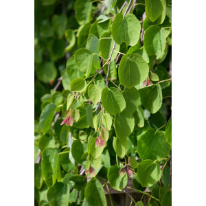 Cercidiphyllum japonicum Pendulum C 150- 175