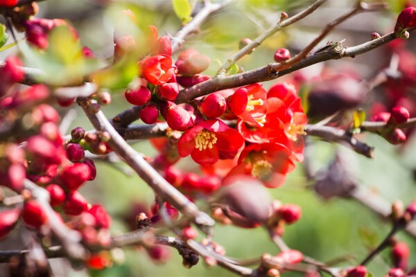 Chaenomeles Andenken an Carl Ramcke 40- 60 cm