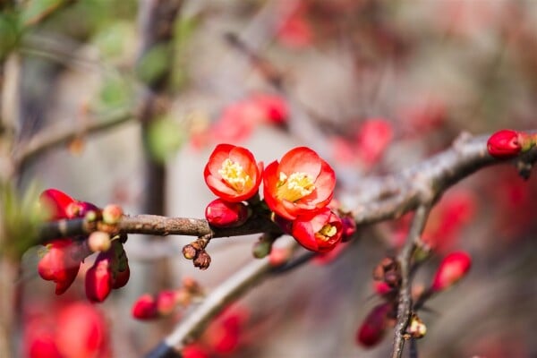 Chaenomeles Crimson and Gold 40- 60 cm