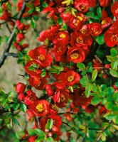 Chaenomeles Crimson and Gold 40- 60 cm