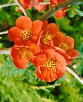 Chaenomeles Fire Dance 40- 60 cm