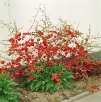 Chaenomeles Fire Dance 40- 60 cm