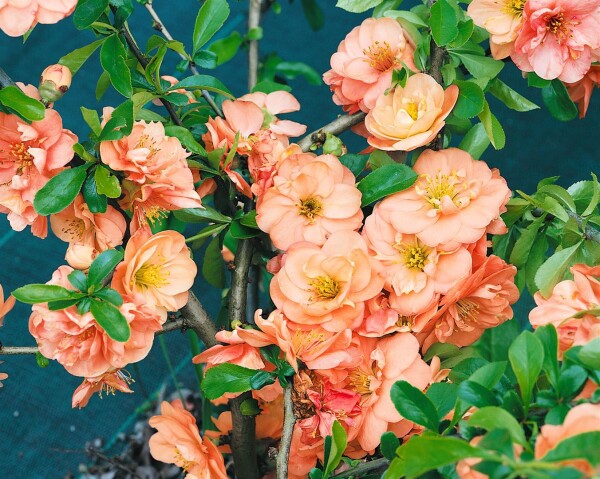 Chaenomeles Orange Trail  40- 60 cm