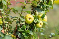 Chaenomeles japonica Sargentii 40- 60 cm