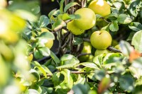 Chaenomeles japonica Sargentii 40- 60 cm