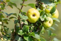 Chaenomeles japonica Sargentii 40- 60 cm