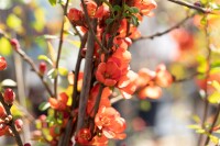 Chaenomeles japonica Sargentii 40- 60 cm