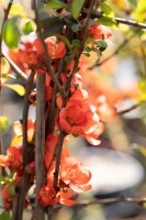 Chaenomeles japonica Sargentii 40- 60 cm